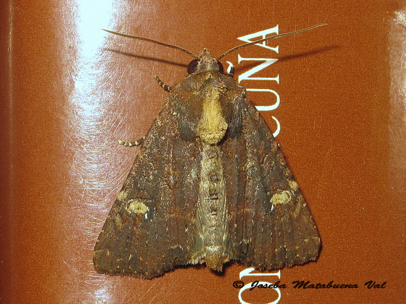 Melanchra persicariae? No, Mesapamea secalis, Noctuidae